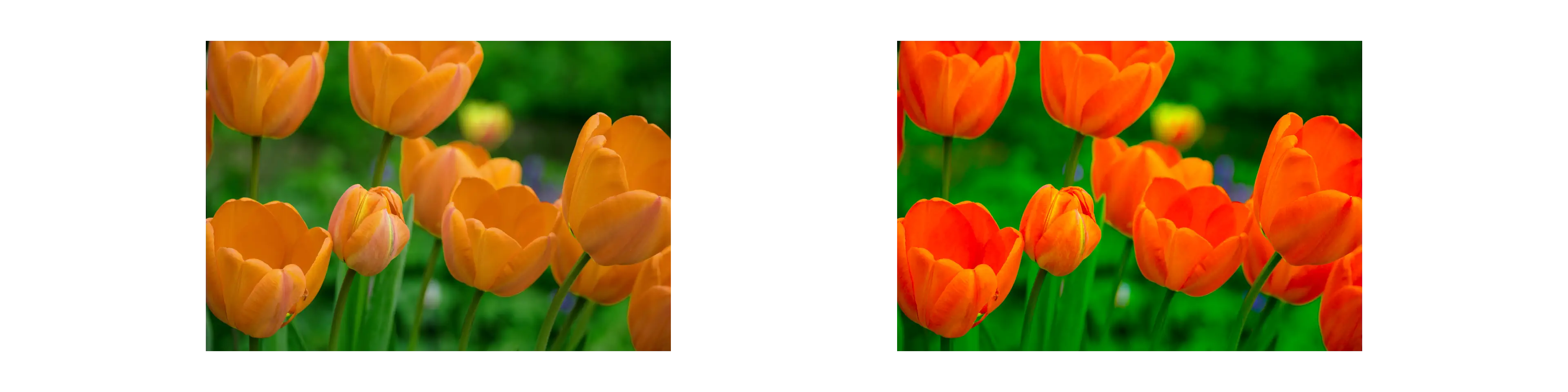 Example Image of Saturation Filter Tool